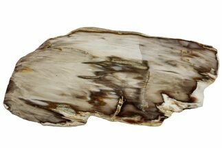 Polished Petrified Wood (Bald Cypress?) Slab - Washington #308397
