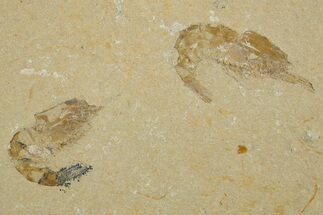 Two Cretaceous Fossil Shrimp - Lebanon #308514