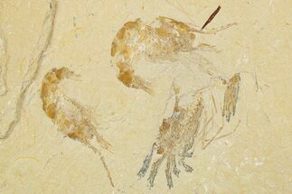 Three Cretaceous Fossil Shrimp - Lebanon #308517