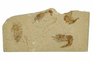 Three Cretaceous Fossil Shrimp - Lebanon #308520