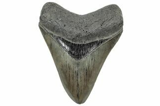 Serrated, Fossil Megalodon Tooth - South Carolina #307568