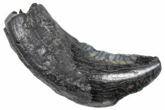 Fossil Llama Canine Tooth - Florida #308249