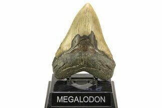 Serrated, Fossil Megalodon Tooth - North Carolina #308528