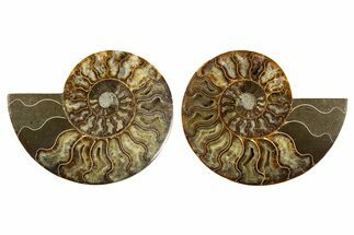 Cut & Polished, Agatized Ammonite Fossil - Madagascar #308720