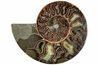 Cut & Polished Ammonite Fossil (Half) - Madagascar #308616