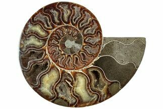 Cut & Polished Ammonite Fossil (Half) - Madagascar #308617