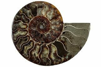 Cut & Polished Ammonite Fossil (Half) - Madagascar #308622