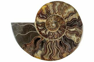 Cut & Polished Ammonite Fossil (Half) - Madagascar #308627