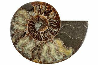 Cut & Polished Ammonite Fossil (Half) - Madagascar #308630