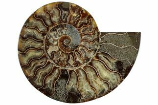 Cut & Polished Ammonite Fossil (Half) - Madagascar #308636