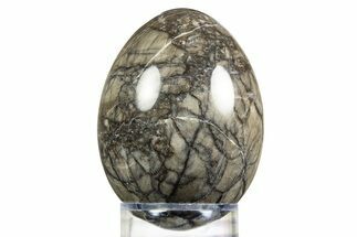 Polished Fossil Rugose Coral Egg - Alaska #308853