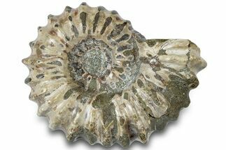 Bumpy Ammonite (Douvilleiceras) Fossil - Madagascar #308888