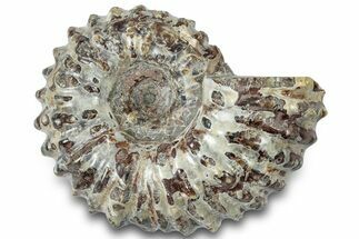 Bumpy Ammonite (Douvilleiceras) Fossil - Madagascar #308889