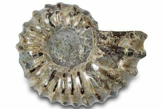 Bumpy Ammonite (Douvilleiceras) Fossil - Madagascar #308911