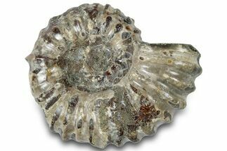 Bumpy Ammonite (Douvilleiceras) Fossil - Madagascar #308912