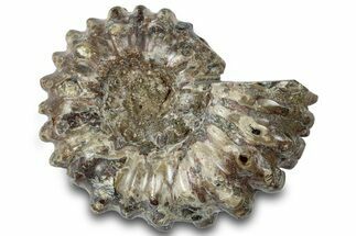 Bumpy Ammonite (Douvilleiceras) Fossil - Madagascar #308913