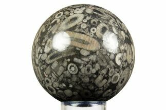 Fossil Crinoid Stems In Marble Sphere #308991