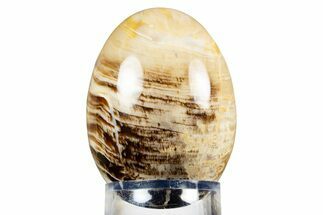 Colorful Polished Petrified Wood Egg - California #309016