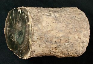 Triassic Aged Woodworthia Petrified Wood Log - lbs #16879