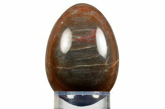 Colorful Polished Petrified Wood Egg - Arizona #309034