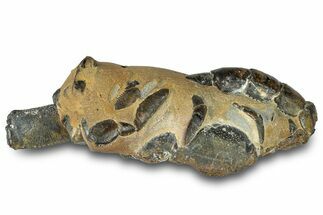 Fossil Mud Lobster (Thalassina) - Gunn Poin, Australia #307773