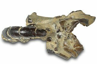 Fossil Mud Lobster (Thalassina) - Gunn Poin, Australia #307776