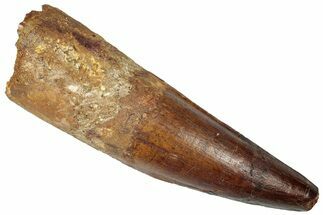 Real Spinosaurus Tooth - Huge Dinosaur Tooth #307947