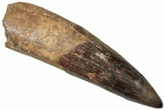 Bargain, Real Spinosaurus Tooth - Giant Dinosaur Tooth #307954