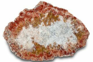 Polished Dinosaur Coprolite Nodule Half - Utah #307453