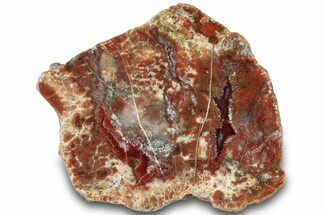 Polished Dinosaur Coprolite Nodule Section - Utah #307992