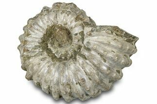 Bumpy Ammonite (Douvilleiceras) Fossil - Madagascar #308933