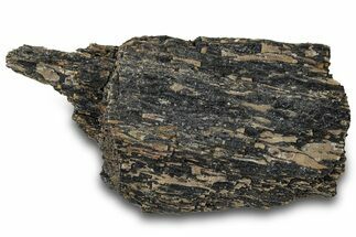 Fossil Dinosaur Bone Section - Bone Cabin Quarry, Wyoming #309249