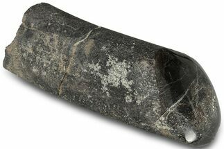 Polished Fossil Dinosaur Bone (Gembone) Section - Wyoming #309394