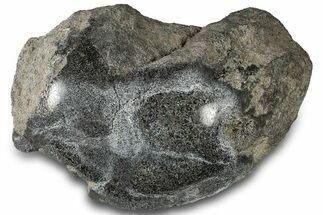 Polished Fossil Dinosaur Bone (Gembone) Section - Wyoming #309407