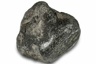 Polished Fossil Dinosaur Bone (Gembone) Section - Wyoming #309409