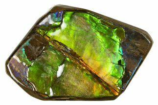 Iridescent Ammolite (Fossil Ammonite Shell) - Rainbow Colors #293285