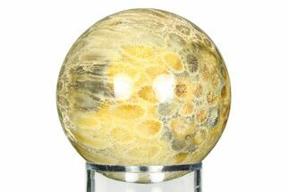 Polished Fossil Coral Sphere - Indonesia #309486