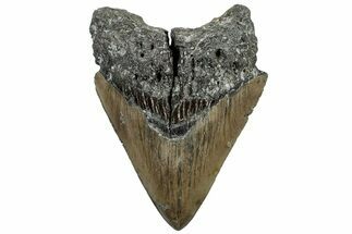 Serrated, Fossil Megalodon Tooth - North Carolina #309519