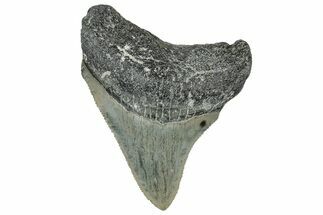 Serrated, Juvenile Megalodon Tooth - North Carolina #309523