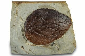 Fossil Leaf (Beringiaphyllum) - Montana #305925