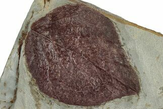 Fossil Leaf (Beringiaphyllum) - Montana #305971