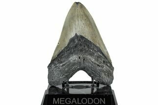 Serrated, Fossil Megalodon Tooth - North Carolina #309496