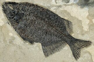 Spectacular Fish Fossil (Phareodus) - Wyoming #309845