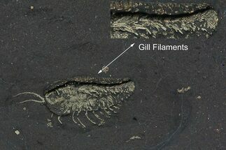 Pyritized Triarthrus Trilobite With Appendages Including Gills #309857