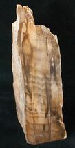 Free-Standing Petrified Wood (Elm) - McDermitt, OR #16896