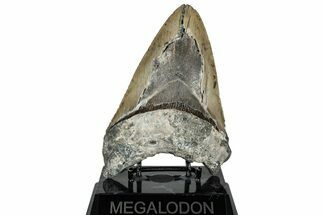 Serrated, Fossil Megalodon Tooth - Huge NC Meg #309481