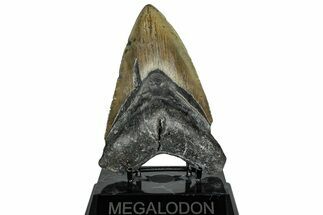 Serrated, Fossil Megalodon Tooth - North Carolina #309489