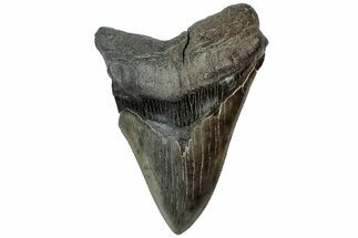 Serrated, Fossil Megalodon Tooth - South Carolina #310030