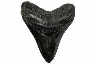 Fossil Megalodon Tooth - South Carolina #310034