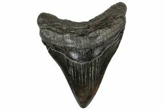 Fossil Megalodon Tooth - South Carolina #310043